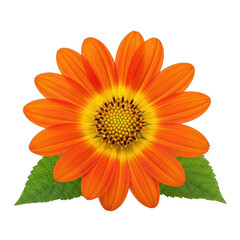 Orange and yellow daisy flower isolated on transparent background