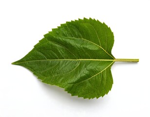 Fototapeta premium A single, vibrant green leaf lies flat, displaying its veins and serrated edges. The stem extends to the right against a white backdrop
