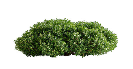 Lush Green Shrubbery Isolated on Transparent Background