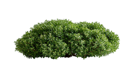 Lush Green Shrubbery Isolated on Transparent Background