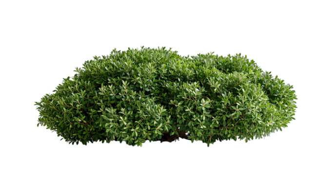 Lush Green Shrubbery Isolated on Transparent Background