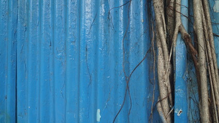 Tree roots growing on blue corrugated zinc wall