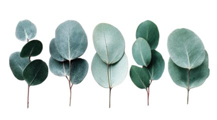 Close-up of several eucalyptus leaves, various shades of teal and grey-green