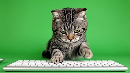 Adorable Tabby Kitten Playfully Typing on a Computer Keyboard.