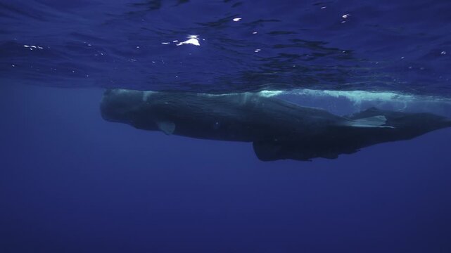 4K underwater footage of sperm whales in their natural habitat: close-ups, smooth motion, deep-blue ocean, and a clean documentary style perfect for archives and broadcast content.