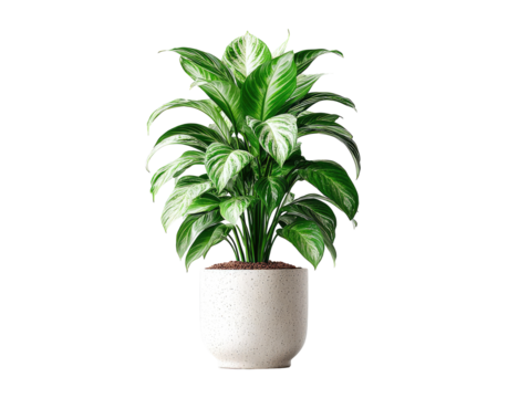 White-veined plant in pot