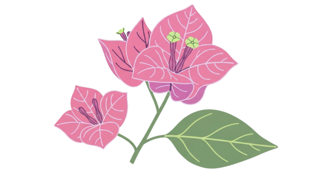 pink flower isolated on white background