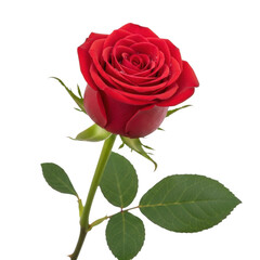 Fototapeta premium Single red rose with water droplets on petals isolated on transparent background