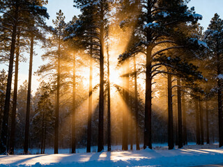magical winter forest with sunbeams and mist