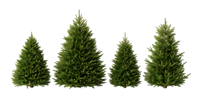 Four Green Fir Christmas Trees of Varying Sizes fir tree