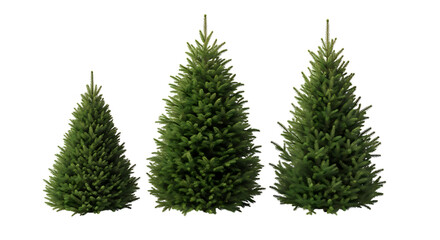 Three Green Fir Trees Of Varying Sizes On Black Background