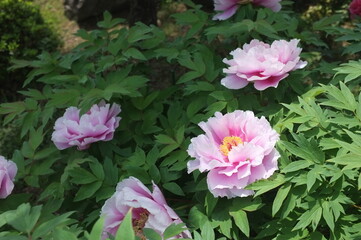 【徳島】密厳寺の境内に咲く牡丹