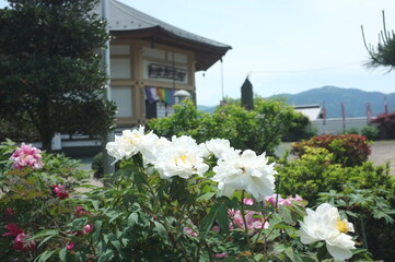 【徳島】密厳寺の境内に咲く牡丹