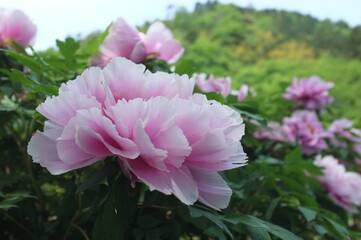 【徳島】密厳寺の境内に咲く牡丹
