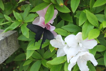 【徳島】密厳寺の境内に咲く牡丹とクロアゲハ