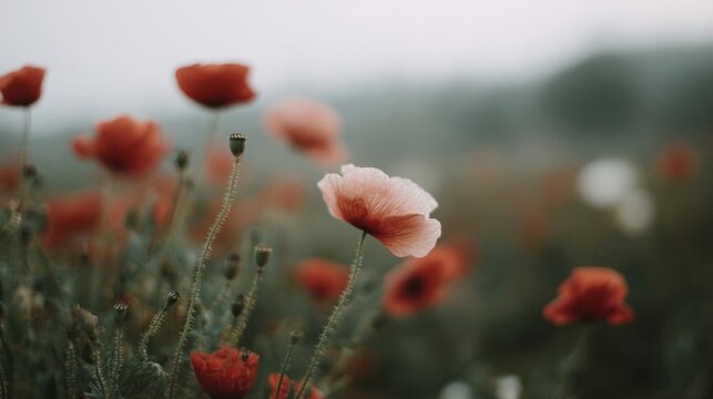 Close-up of a field of red poppies. the flowers are in full bloom, with their petals open wide and their stems and buds visible.