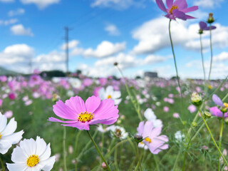 ピンク色のコスモスと穏やかな青空