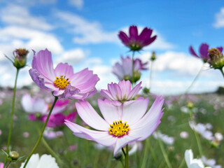 ピンク色のコスモスのクローズアップ