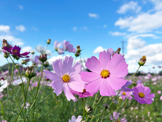 日を浴びるコスモスと爽やかな青空