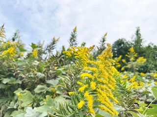 セイタカアワダチソウと曇り空