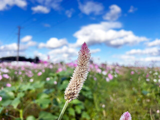 ノゲイトウのクローズアップと爽やかな青空