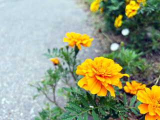 オレンジ色のマリーゴールドのクローズアップ