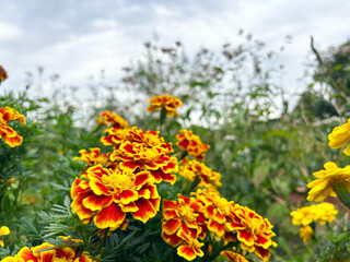 マリーゴールドのクローズアップ