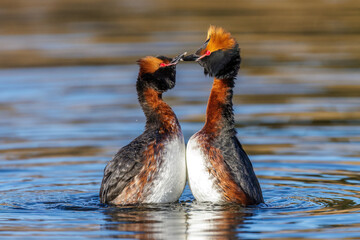 Ohrentaucher (Podiceps auritus)