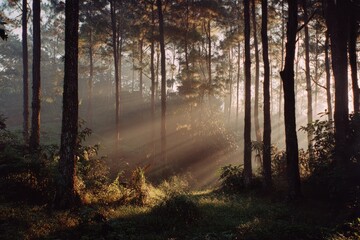 Sunlight streams through a dense forest, illuminating tall trees and lush undergrowth