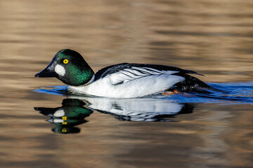 Schellente (Bucephala clangula) M&auml;nnchen