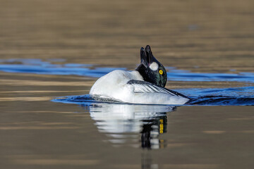 Schellente (Bucephala clangula) M&auml;nnchen