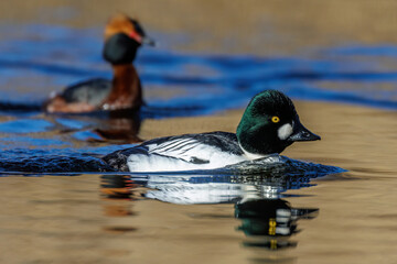 Schellente (Bucephala clangula) M&auml;nnchen
