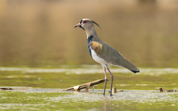 Bronzekiebitz (Vanellus chilensis) am Rio San Carlos