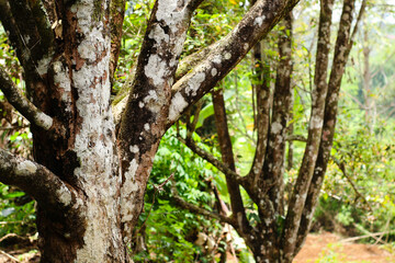 textured tree bark surrounded by lush green foliage creating a natural forest atmosphere