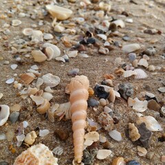 A Turritella seashell stands among scattered shells — a spiral of time carved by the ocean’s breath. It speaks of endurance, memory, and the quiet poetry of erosion and renewal.