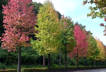 アメリカフウの紅葉