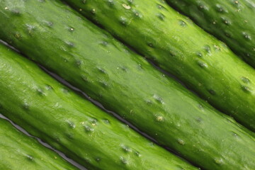 畑から採れたてのような、生命力に満ち溢れた濃緑のキュウリ