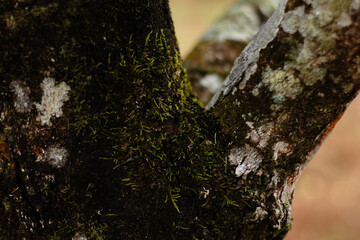 detailed moss and textured bark forming rich natural patterns in a forest setting