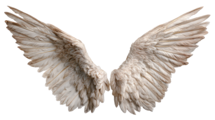 Detailed white angel wings spread open symbolizing purity, spirituality, freedom, and celestial beauty in fantasy and mythology concept on white background