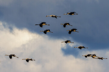Naklejka premium Kraniche (Grus grus)