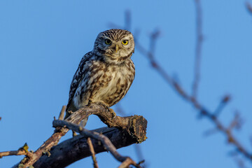 Steinkauz (Athene noctua)