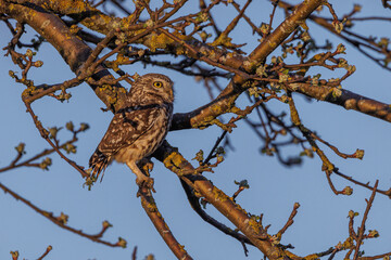 Steinkauz (Athene noctua)