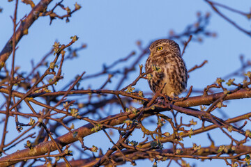 Steinkauz (Athene noctua)