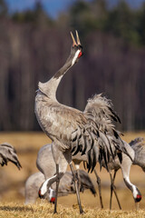 Naklejka premium Kraniche (Grus grus)