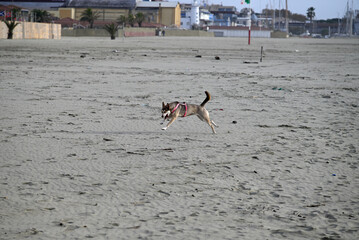 Dogs at Viareggio Beach. Running and jumping dogs at a Viareggio beach near the center of the city. Autumnal light with dust. The dogs playing in the sand.