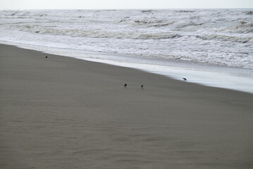 Sandpiper birds straying at mediterranean beach. Calidris birds running at italian beach. Torre del lago, tuscany, italy.