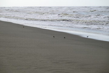 Sandpiper birds straying at mediterranean beach. Calidris birds running at italian beach. Torre del lago, tuscany, italy.