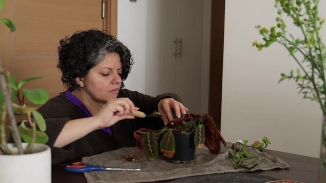 An adult carefully repots and tidies a prayer plant at a home table, using a small trowel to loosen soil and adjust leaves. The scene highlights hands-on indoor plant care in soft natural daylight.