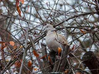 Eurasian Collared Dove Hidden in Bare Branches