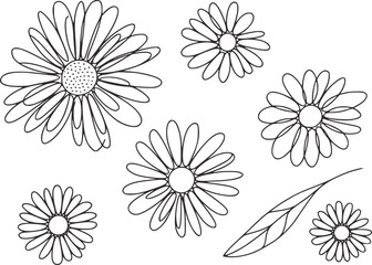 Delicate floral outlines flowers petals